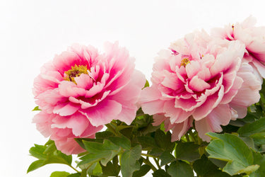 10 TREE PEONY Mountain Paeony Paeonia Suffruticosa Arborea Mixed Colors Red Pink White Purple Yellow Bicolor Flower Shrub Seeds